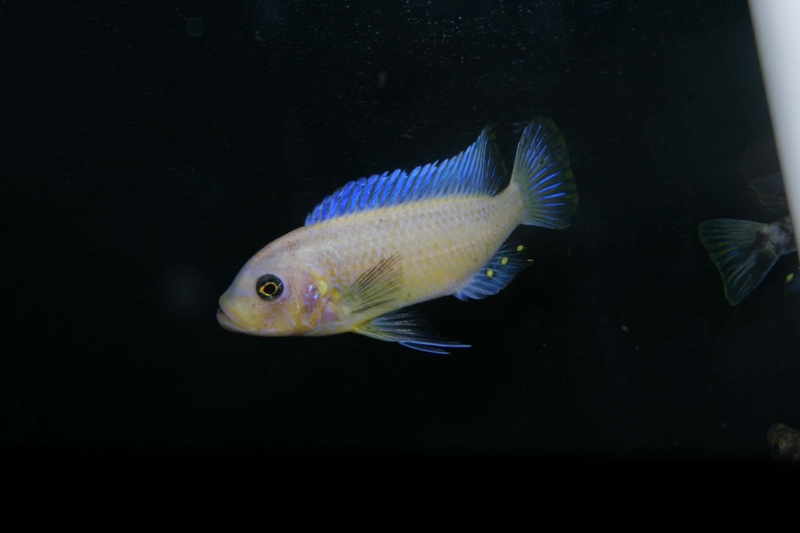 Maylandia fainzilberi 'Puulu'